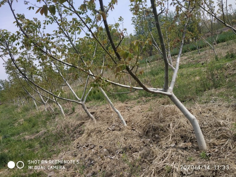 大量供应各种占地树核桃树大量供应