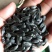 油葵50~80cm颗粒饱满成色好欢迎选购