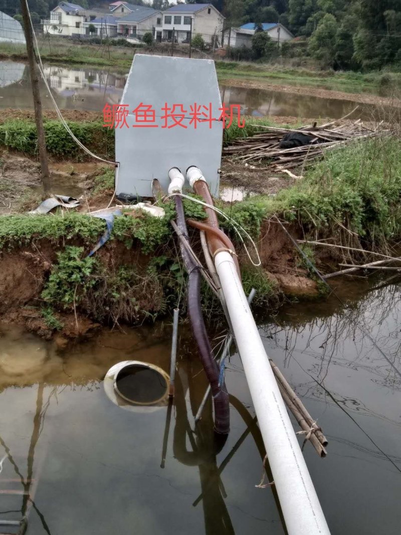 鳜鱼湿软饲料投料机