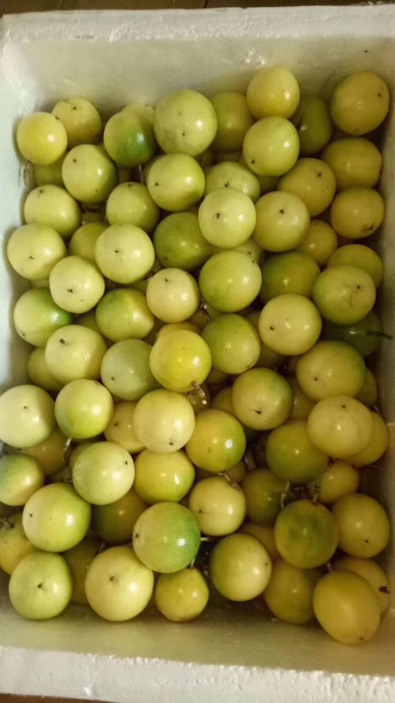 黄金百香果苗