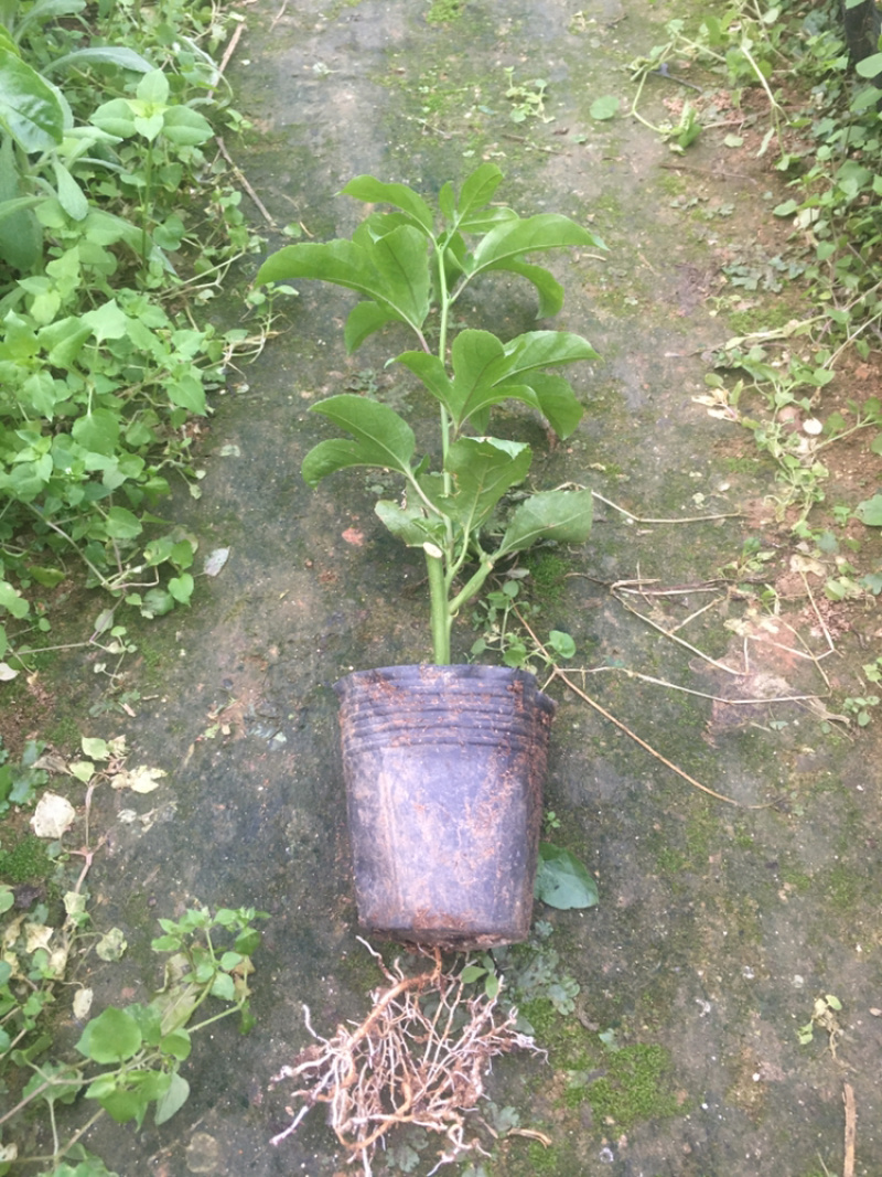 黄金百香果苗