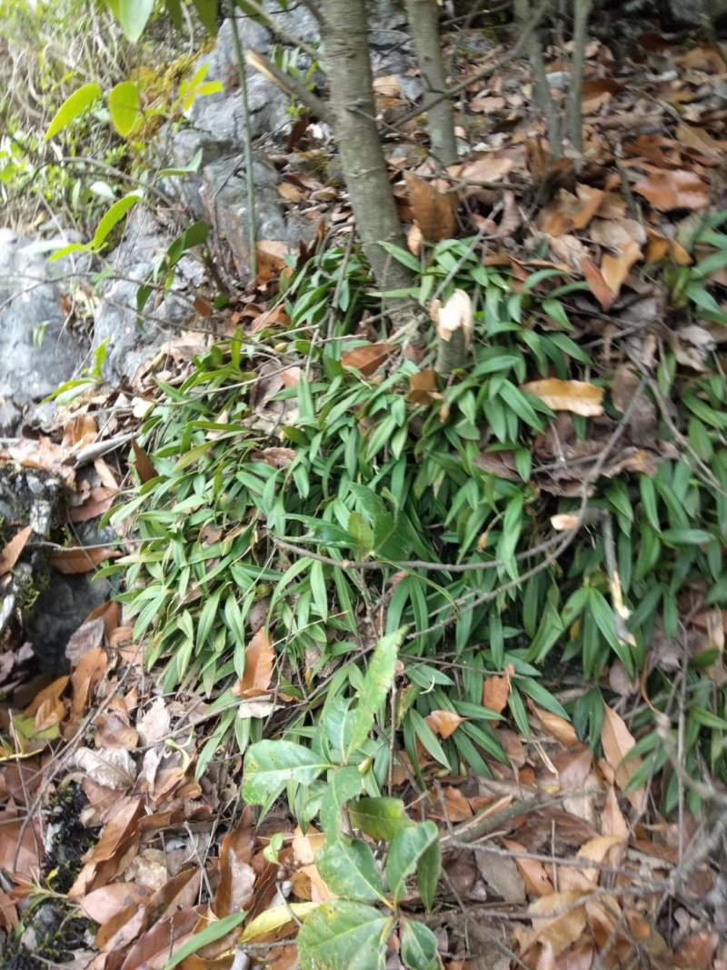 贵州高山野生双叶石橄榄