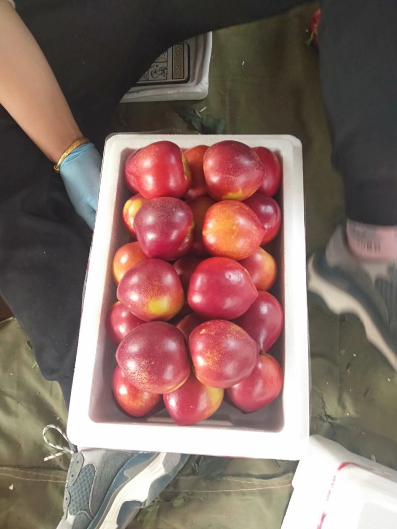 秦皇岛卢龙精品大黄油大量上市，颜色好，口感甜。