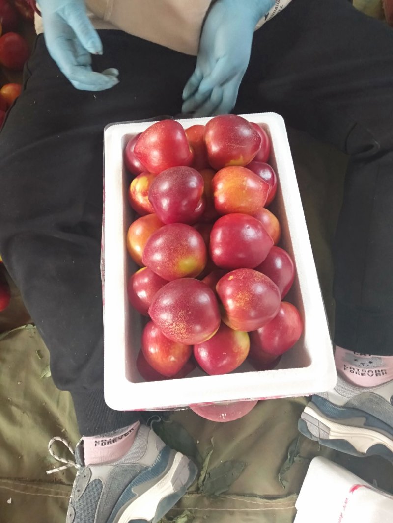 秦皇岛卢龙精品大黄油大量上市，颜色好，口感甜。