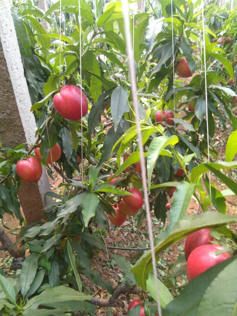 秦皇岛卢龙精品大黄油大量上市，颜色好，口感甜。