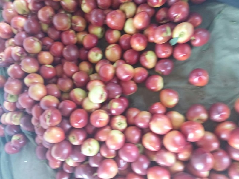 秦皇岛卢龙精品大黄油大量上市，颜色好，口感甜。