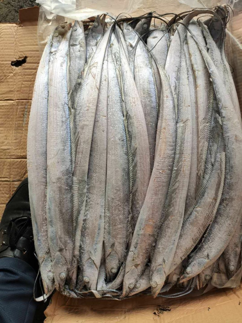 带鱼灯光船冻带鱼鲜度和亮度都很好欢迎选购