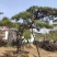 造型松景观松迎客松出售