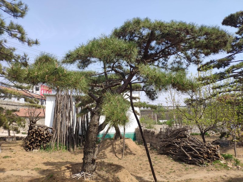 造型松景观松迎客松出售
