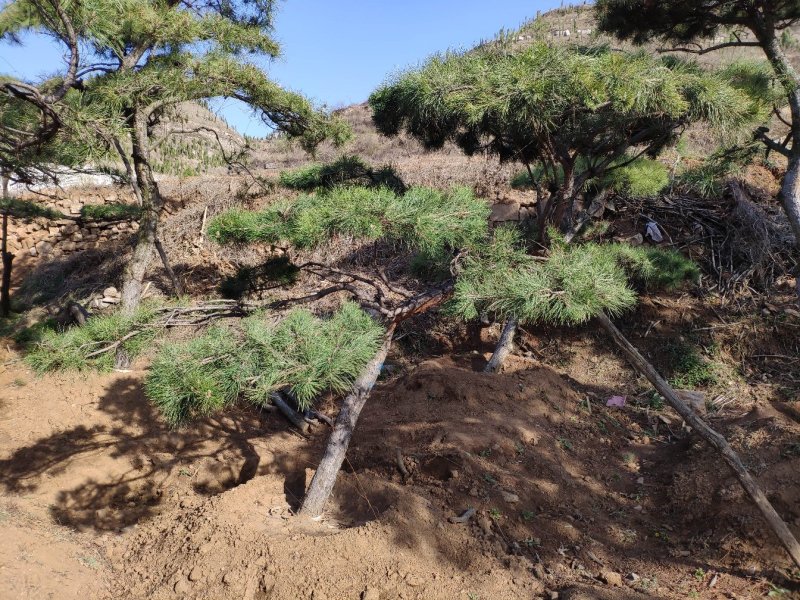 造型松景观松迎客松出售