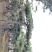 造型松景观松迎客松出售