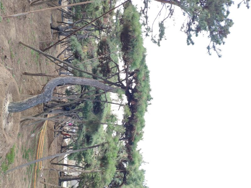 造型松景观松迎客松出售