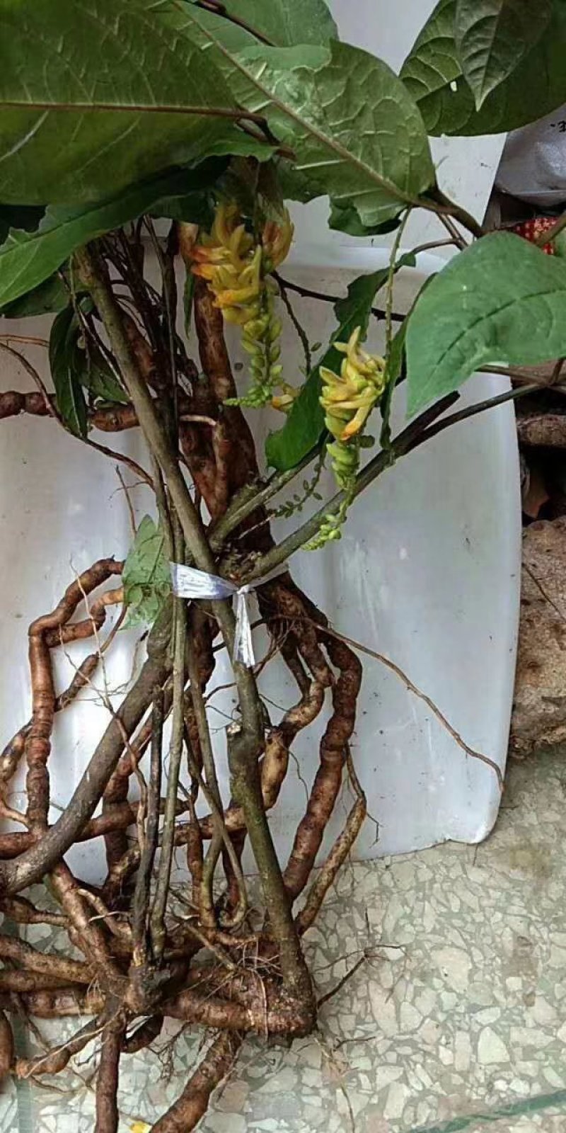 黄花到水莲