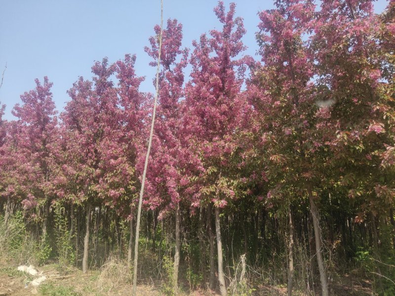 山东临沂费县万亩海棠基地现挖现发大量上市中