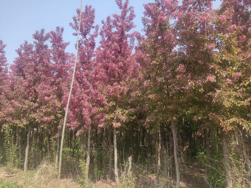 山东临沂费县万亩海棠基地现挖现发大量上市中