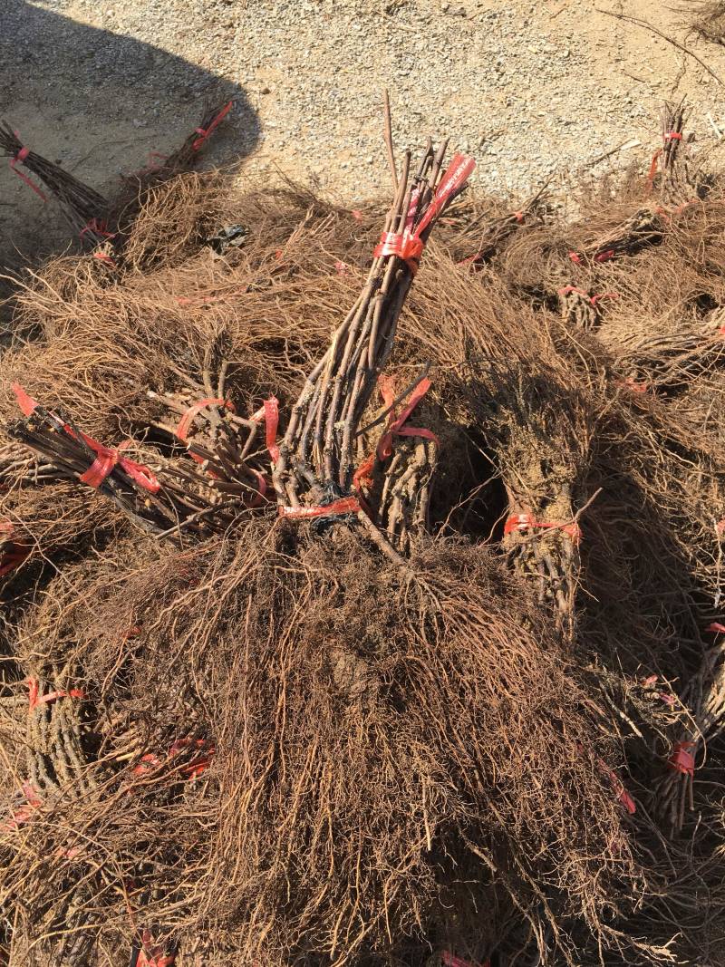 辽宁贝达苗2年生多年生口感好，欢迎产地看货，