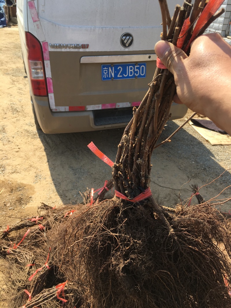辽宁贝达苗2年生多年生口感好，欢迎产地看货，