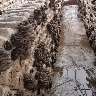 大量小头潮上市