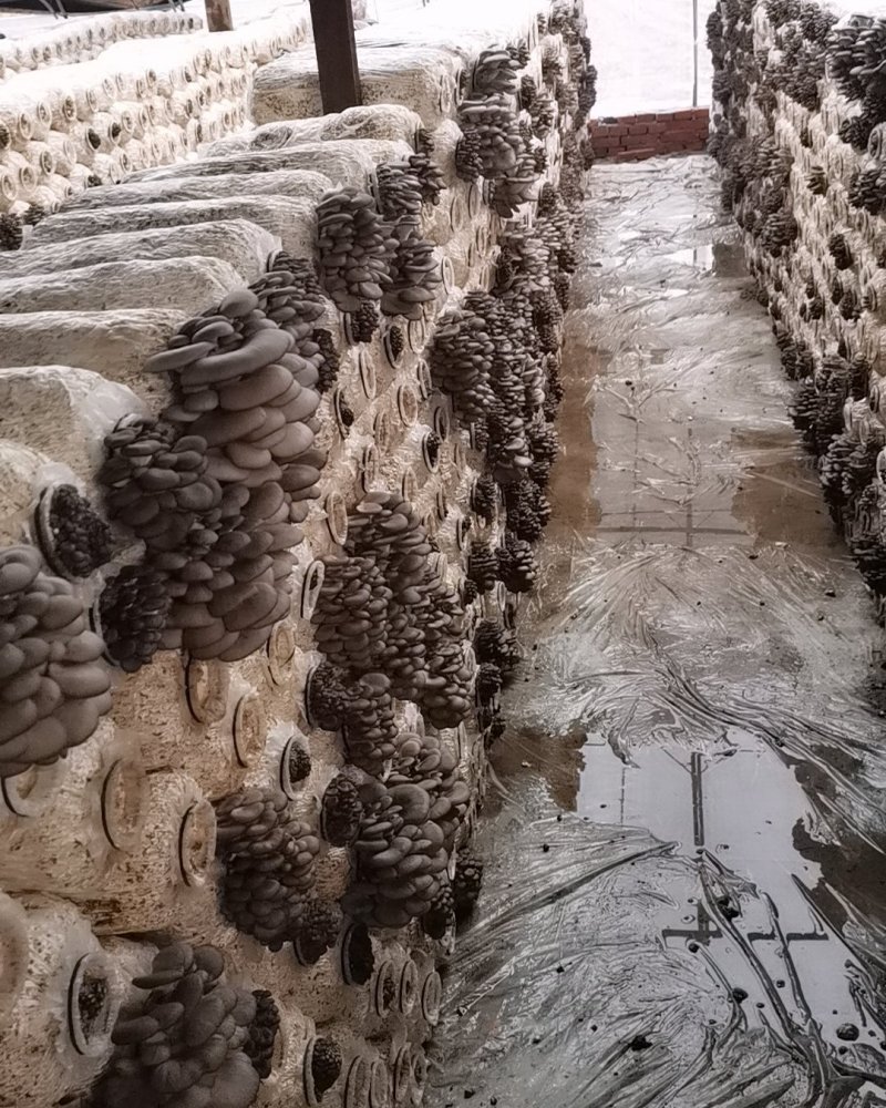 大量小头潮上市