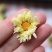 精选北京朵菊花花茶口感清甜淡雅上班族必备批发代发