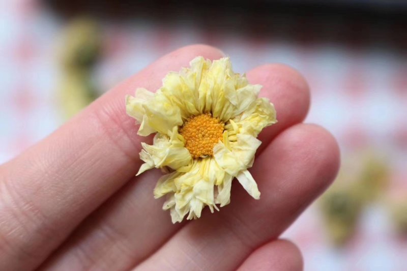 精选北京朵菊花花茶口感清甜淡雅上班族必备批发代发