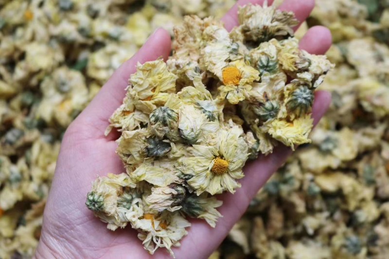 精选北京朵菊花花茶口感清甜淡雅上班族必备批发代发