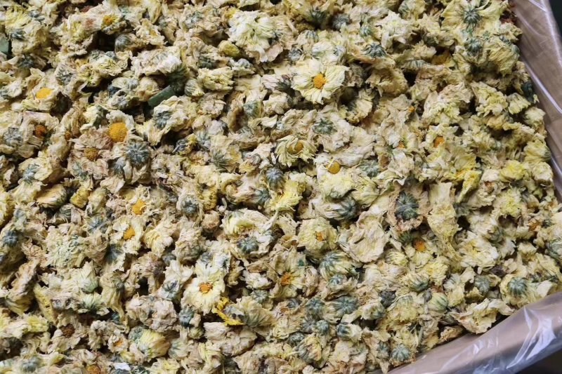 精选北京朵菊花花茶口感清甜淡雅上班族必备批发代发