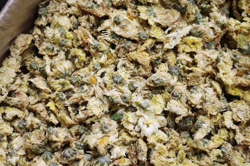 精选北京朵菊花花茶口感清甜淡雅上班族必备批发代发