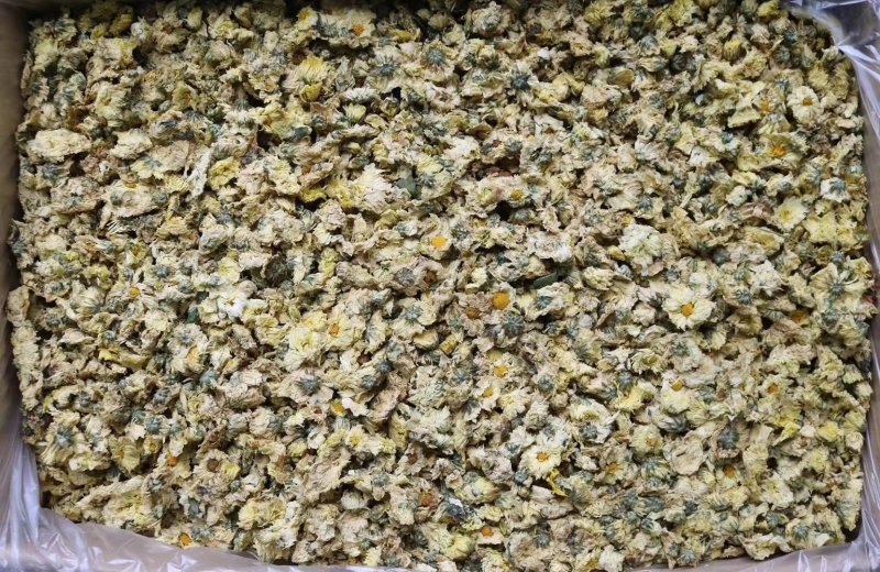精选北京朵菊花花茶口感清甜淡雅上班族必备批发代发