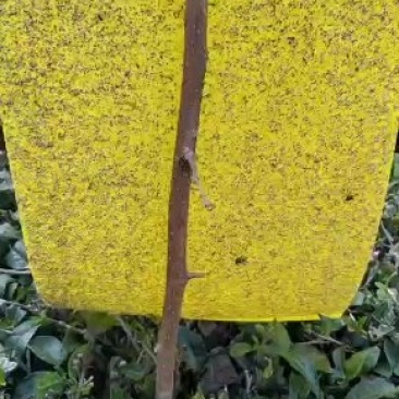 粘虫板诱虫板黄蓝板大棚果园茶园诱捕器粘虫板蓟马粘虫黄板