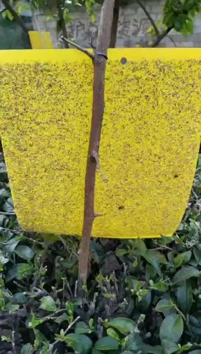 粘虫板诱虫板黄蓝板大棚果园茶园诱捕器粘虫板蓟马粘虫黄板