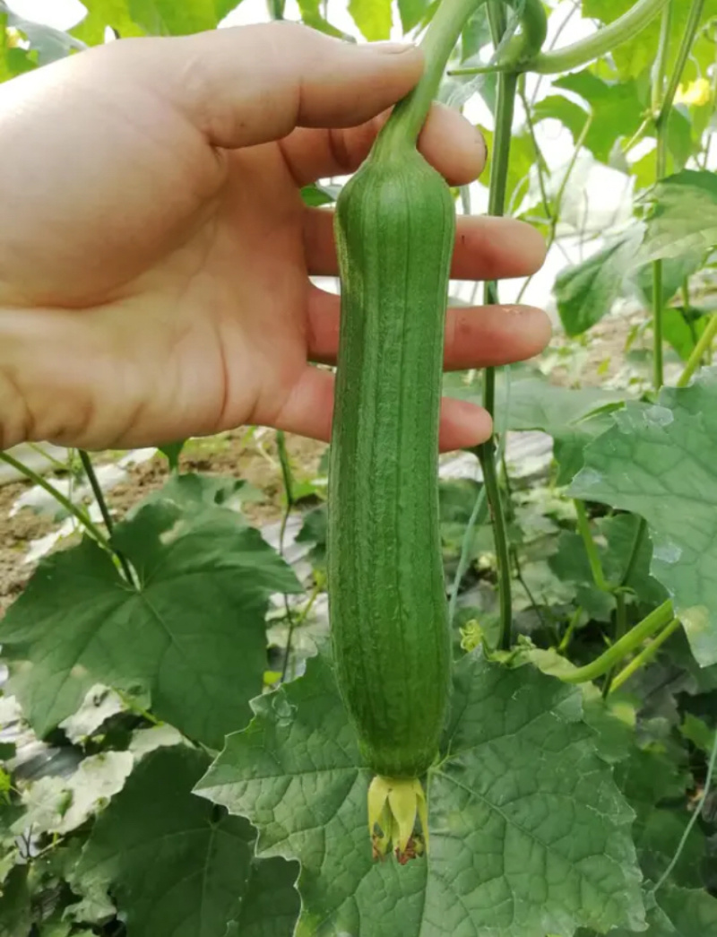已上市精品丝瓜油皮丝瓜笨瓜长期供应大量