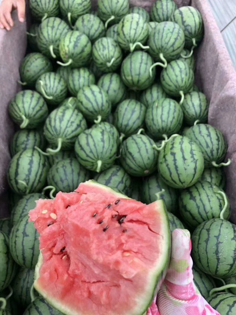 西瓜丶甜瓜代收
