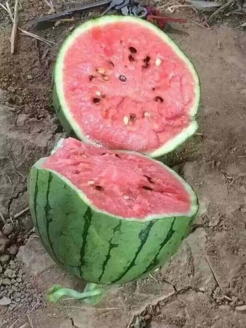西瓜丶甜瓜代收