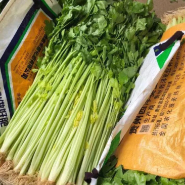 芹菜，产地直供要的老板联系