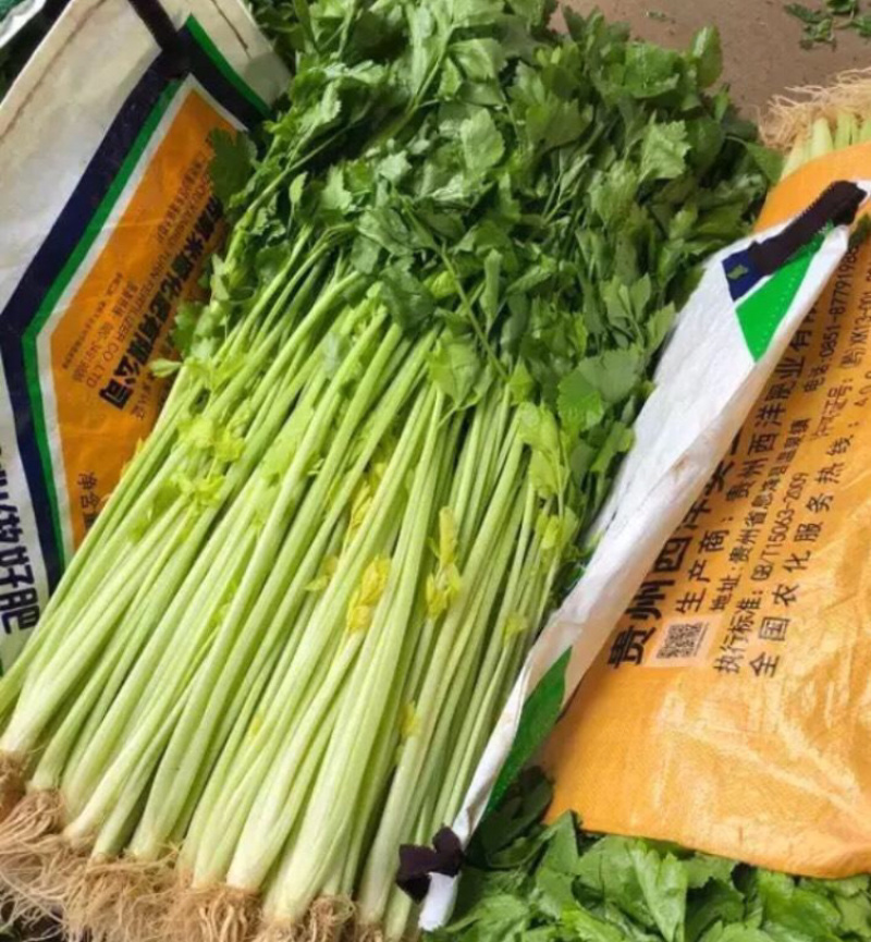 芹菜，产地直供要的老板联系