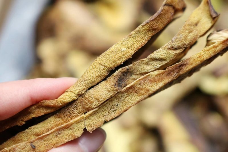 特级白葱牛肝菌干净香味浓野生货批发一件代发