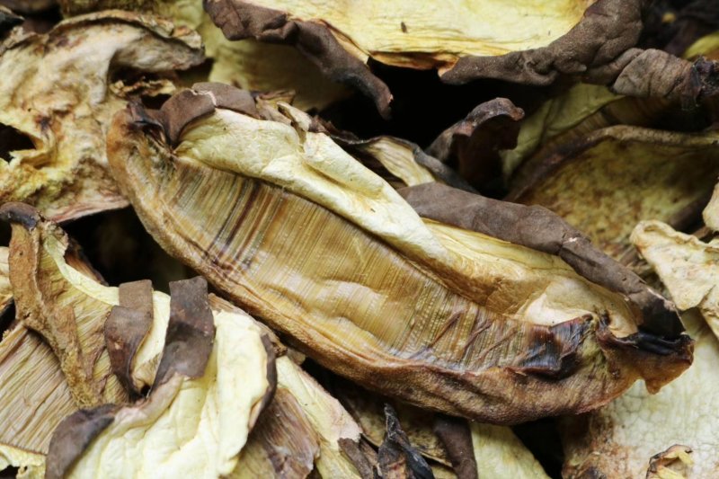 特级白葱牛肝菌干净香味浓野生货批发一件代发
