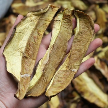 特级白葱牛肝菌干净香味浓野生货批发一件代发