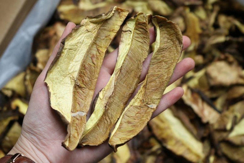 特级白葱牛肝菌干净香味浓野生货批发一件代发