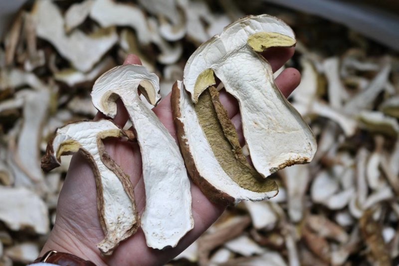 特级美味牛肝菌干净没有虫香味浓郁批发一件代发