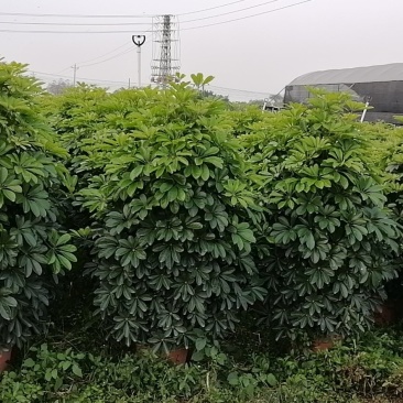 鸭脚木