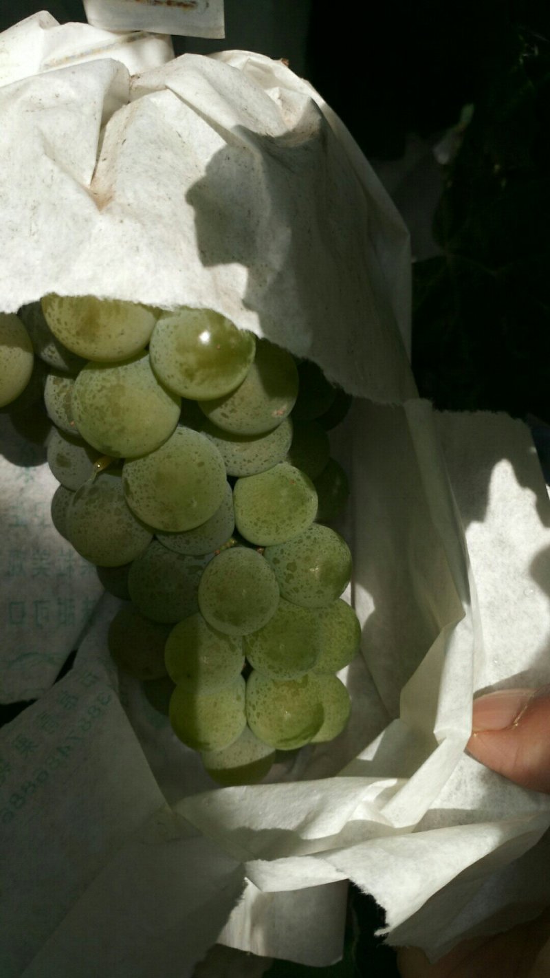各种水果代办
