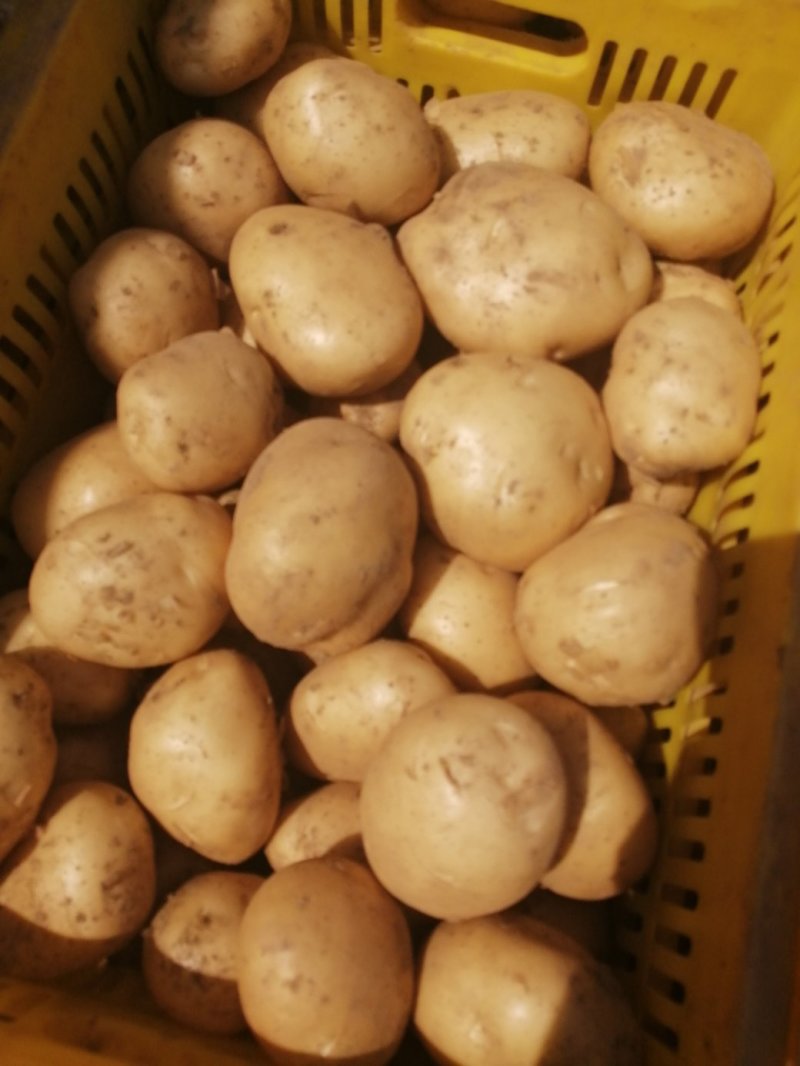 沃土土豆，大棚精品土豆，三两以上，个头均衡，诚信经营