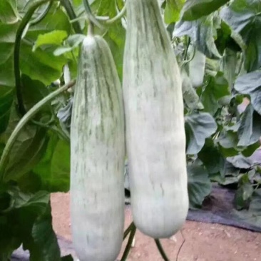 羊角蜜大量上市欢迎订购