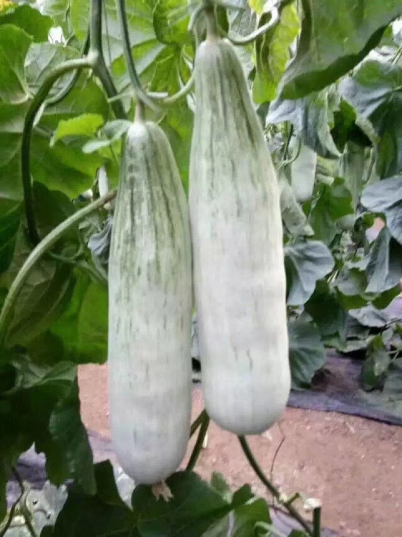 羊角蜜大量上市欢迎订购