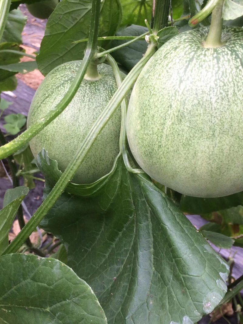 羊角蜜大量上市欢迎订购