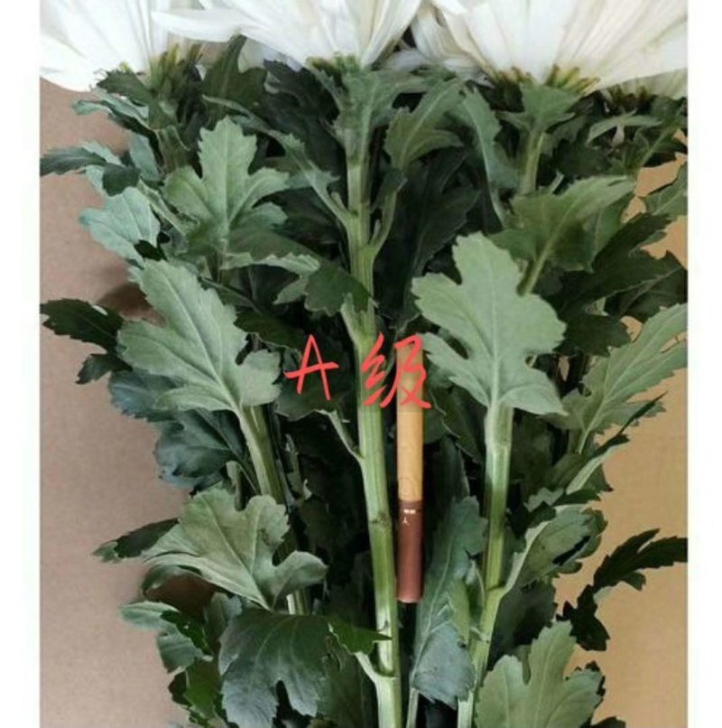 菊花，鲜切花，黄菊，白菊