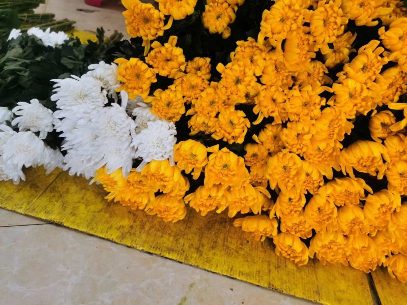 菊花，鲜切花，黄菊，白菊