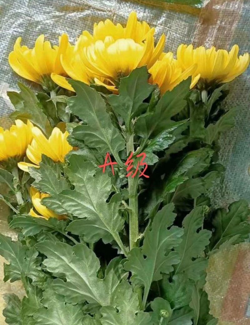菊花，鲜切花，黄菊，白菊
